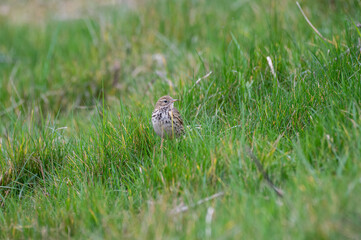 Obraz premium Meadow Pipit Searching for Insects