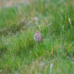Meadow Pipit Searching for Insects