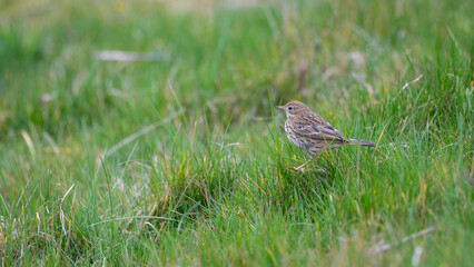 Meadow Pipit Searching for Insects