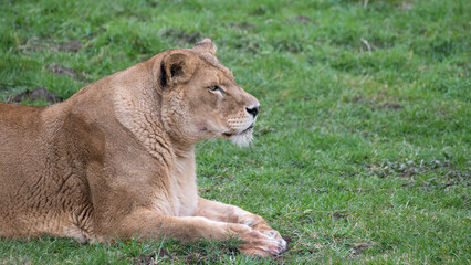 Female Lion Resting on Grass