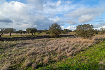 Cork oak trees in Extremadura
