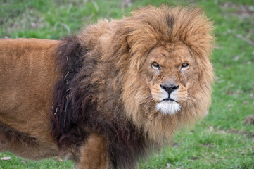 Male Lion Looking at Camera