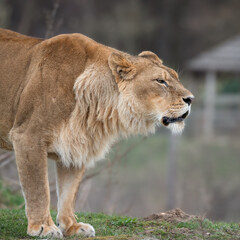Fototapeta na wymiar Female Lion Growling