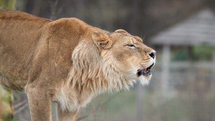 Female Lion Growling