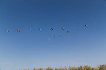 Flock of flying pelicans