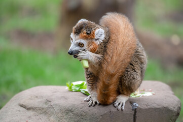 Male Crowned Lemur Sitting on the Ground Feeding