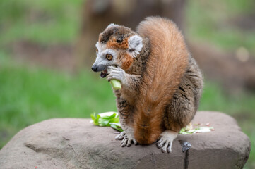 Fototapeta premium Male Crowned Lemur Sitting on the Ground Feeding