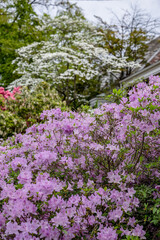 Naklejka premium blooming spring