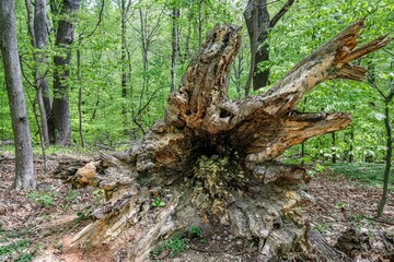 Fototapeta premium rock creek park