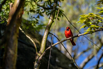cardinal