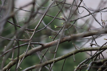 budding and flowering of trees in the park
