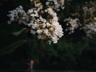 flowers in the garden