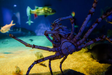 茨城県ひたちなか市　アクアワールド大洗のカニ