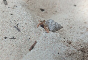 Hermit crab at tropical beach