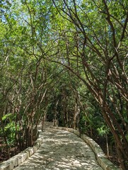 Stone path between tropical trees