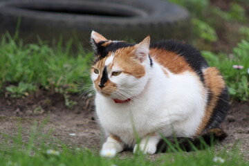Fototapeta premium cute tricolor cat sitting outside on green grass background