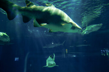 茨城県ひたちなか市　アクアワールド大洗のサメ