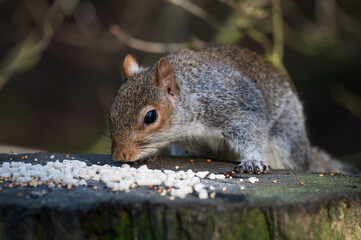 Naklejka na ściany i meble Grey Squirrel Feeding from a Tree Stump