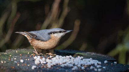 Nuthatch Feeding on an Old Tree Stump