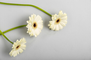 Obraz premium White gerbera flowers on grey background