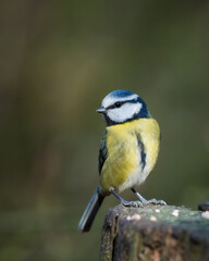 Blue Tit Feeding from a Tree Stump