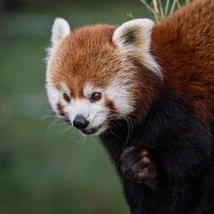 Red Panda Feeding on Bamboo Shots