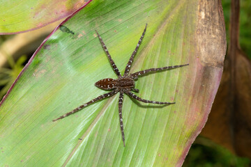 Fishing spider (Nilus sp)