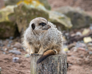 Meerkat Sat on an Old Stump