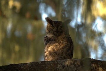 great horned owl
