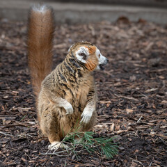 Fototapeta premium Male Crowned Lemur Sitting on the Ground Feeding