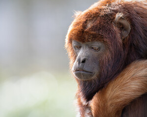 Red Howler Monkey Close Up