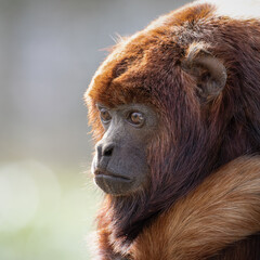 Red Howler Monkey Close Up