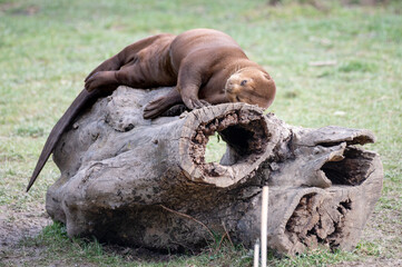 Naklejka premium Giant Otter Resting on a Fallen Log