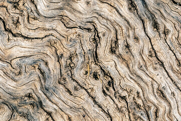 bark of an olive tree - 594092694