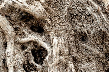 bark of an olive tree - 594092816