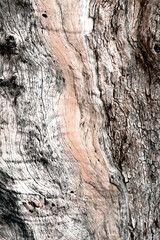bark of an olive tree