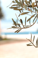 olive tree branch - 594092875
