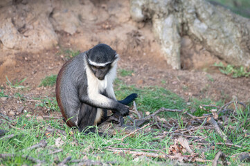 Young Roloway Monkey Sitting on Grass
