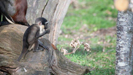 Baby Roloway Monkey Sitting on a Fallen Tree