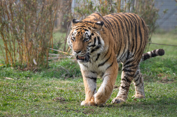 Amur Tiger Standing on Grass