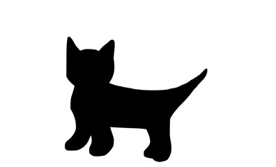 black cat isolated on white background