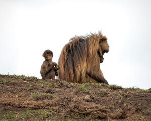 Baby Gelada Monkey Sitting with an Adult