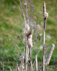 Blue Tit Plucking a Bulrush