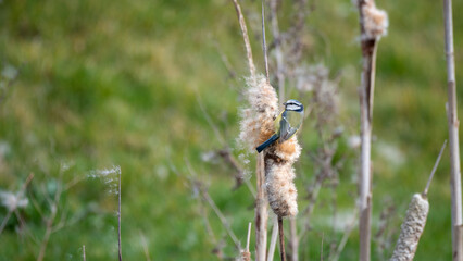 Blue Tit Plucking a Bulrush