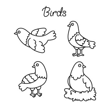 Birds vector illustration line set