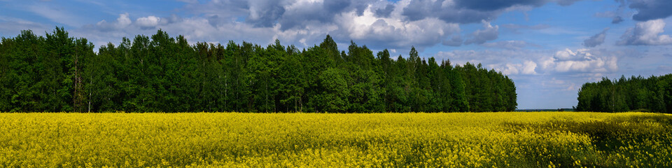 agricultural field with yellow flowering rapeseed and green forest under a blue cloudy sky. widescreen panoramic side view