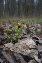 Erythronium vernum, yellow spring flowers bloomed in the forest among the brown leaves of last year. Vertical photo, blurred background, selective focus, shallow depth of field.