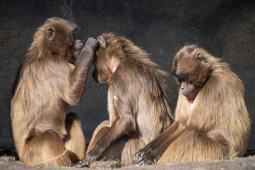 Three Gelada Monkeys Grooming Each Other