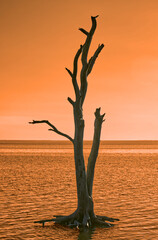 Early morning at the beaches with a lone tree - Assateague, MD, USA