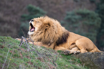Male Lion Growling